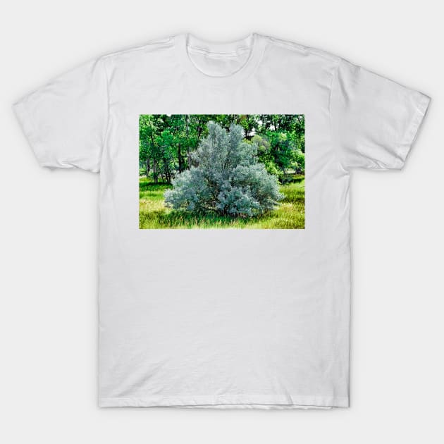 Cherry Creek Trail Study 2 T-Shirt by bobmeyers